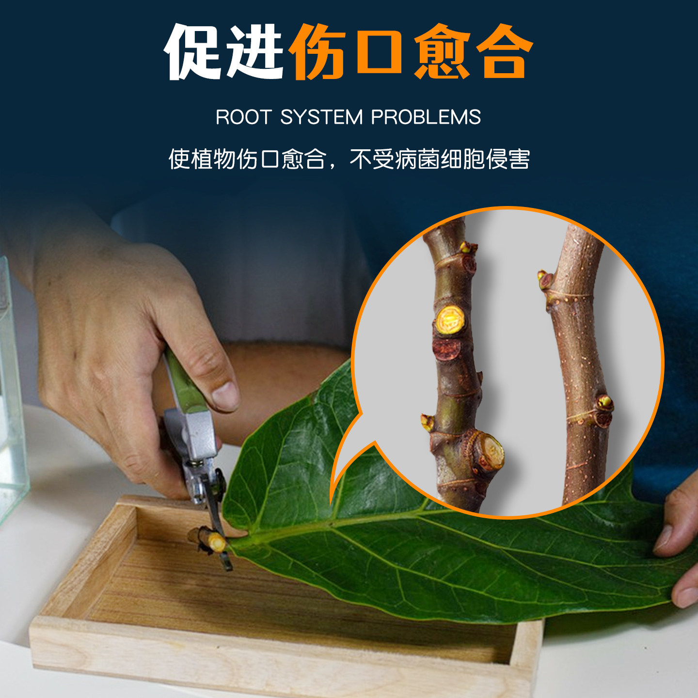 施多乐植物通用快速生根剂壮苗生根粉多肉月季水培扦插移栽生根水,淘宝优惠券,粉丝福利购,淘宝优惠卷