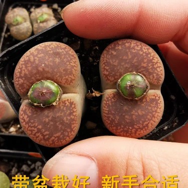 【超大颗屁屁花】生石花多肉植物番杏科带盆栽好母本新手好养包邮 - 图3