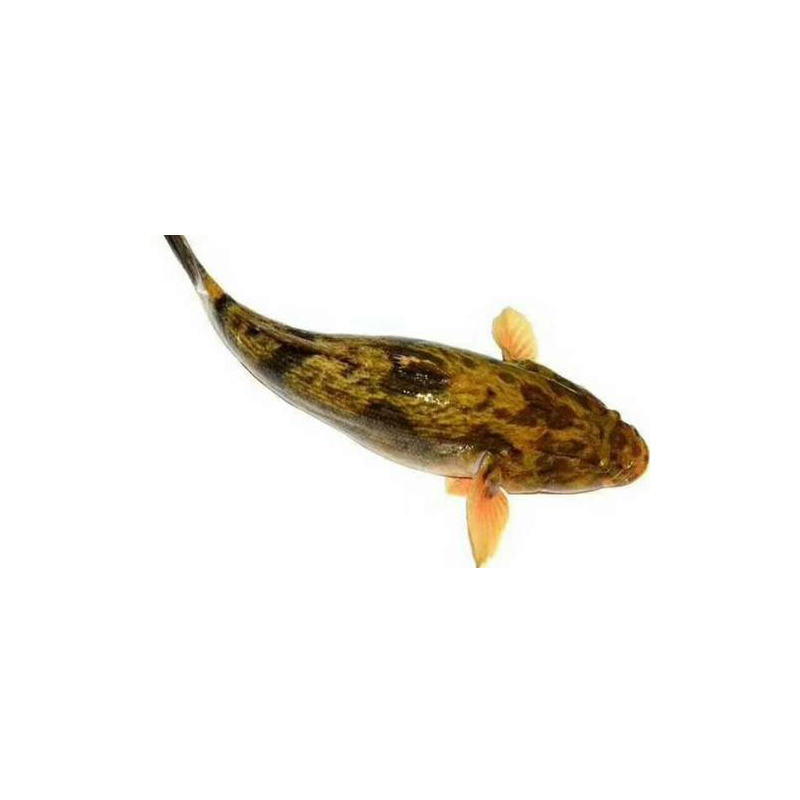 淡水笋壳鱼苗沙塘鳢鱼呆子鱼食用泰国鳢鱼耐低氧鱼生命力强-图3
