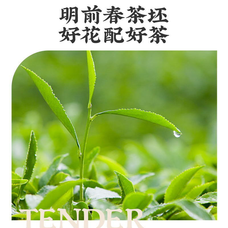 珍朴坊茉莉花茶饮料茶包2024新茶浓香型绿茶花草茶茶包官方旗舰店 - 图1