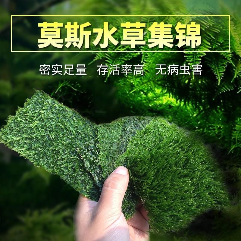 莫斯水草松茸三角火焰莫丝片摩丝MOSS鱼缸造景水族箱不锈钢定植片 - 图2