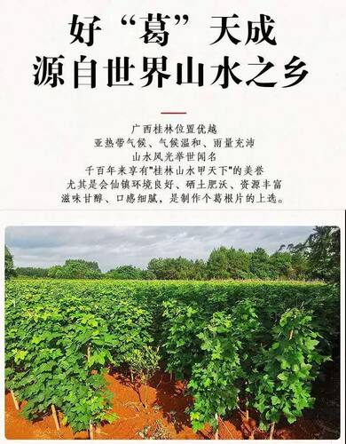 广西粉葛根苗高产葛根种植苗无渣粉葛种苗优质扦插种葛种苗包邮 - 图3