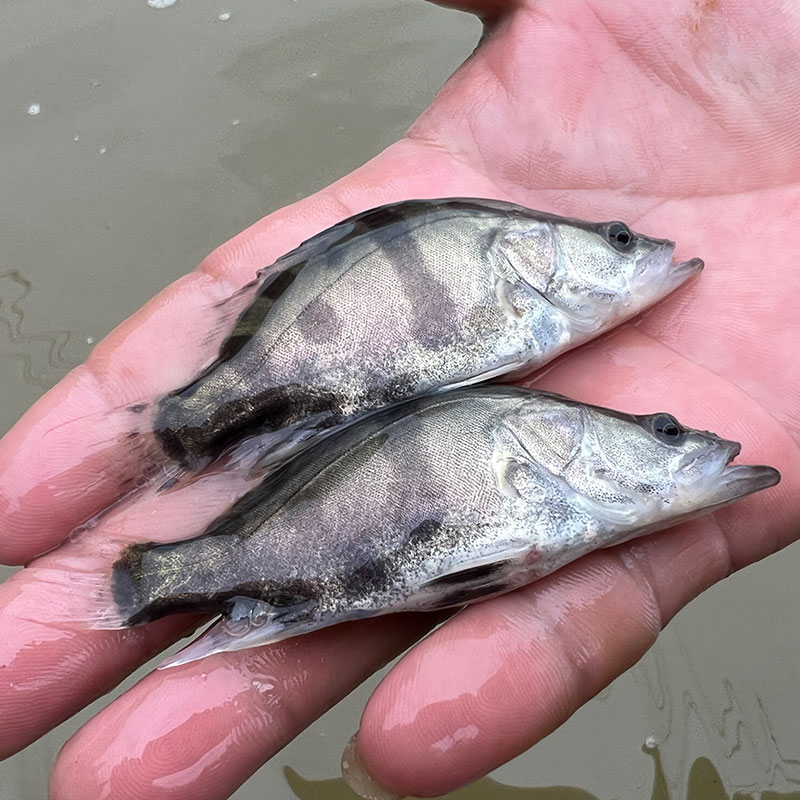 鳜鱼苗桂花鱼苗淡水养殖食用大眼鲑翘嘴贵鱼苗班鳜季花鱼石斑鱼苗-图3