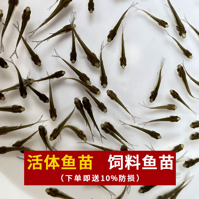 乌龟吃的小鱼苗喂乌龟饲料鱼活鱼食蚊鱼麦穗鱼龙鱼斗鱼宠物饲料 - 图0