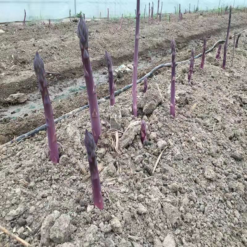 芦笋根苗种植紫色芦笋苗四季种植卢笋种植蔬菜三年种苗阳台盆栽苗 - 图2