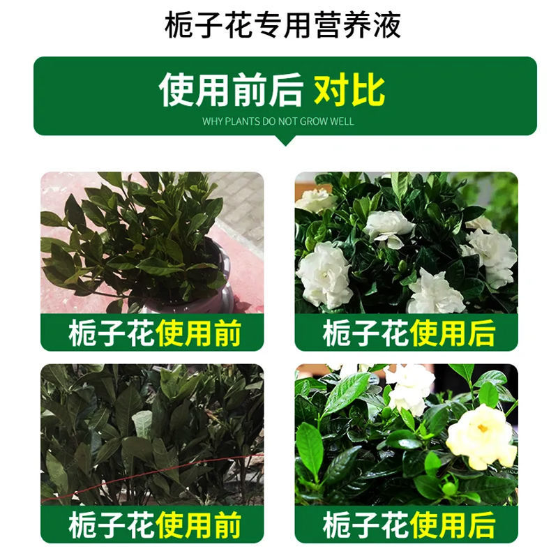 【专治掉苞】栀子花掉花苞叶子发黄枯烂根专用叶面肥栀子花营养液 - 图1