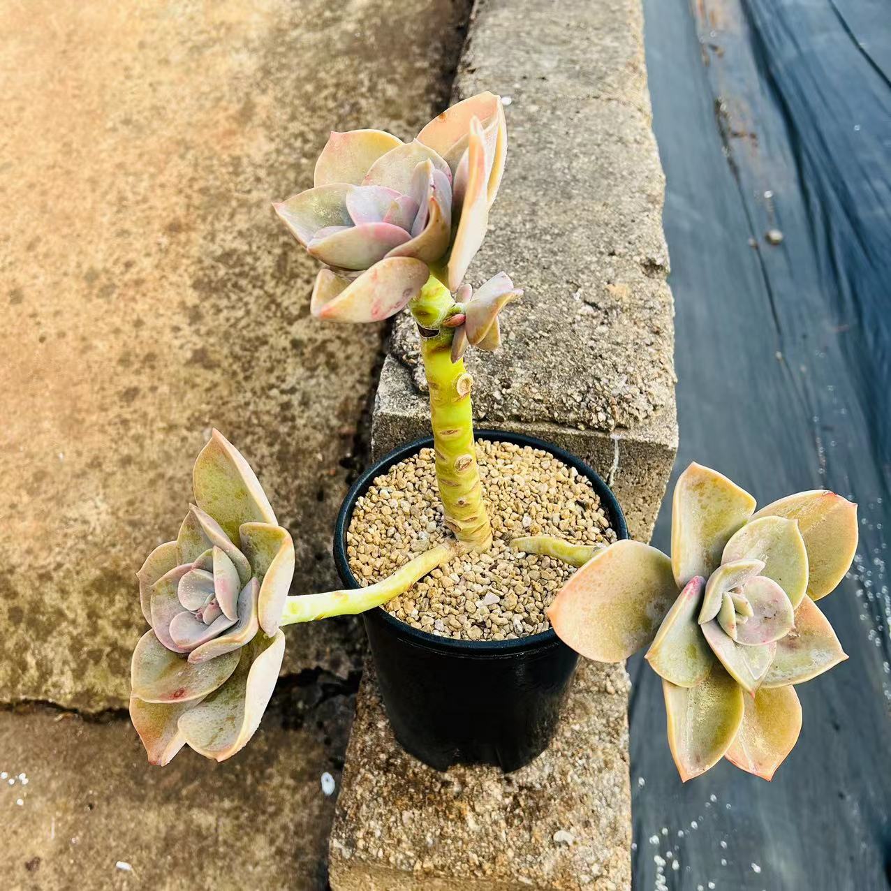 鹤氏老桩无砍群精控多肉植物室内庭院阳台好养一物一拍所见即所得 - 图0