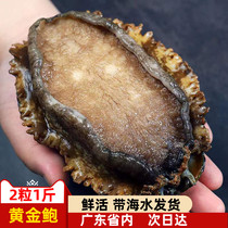 Abalone Alive 2 Heads Gold Baut King Baut Great Abalone Fresh oxygen Shipping (two catties) A total of 2