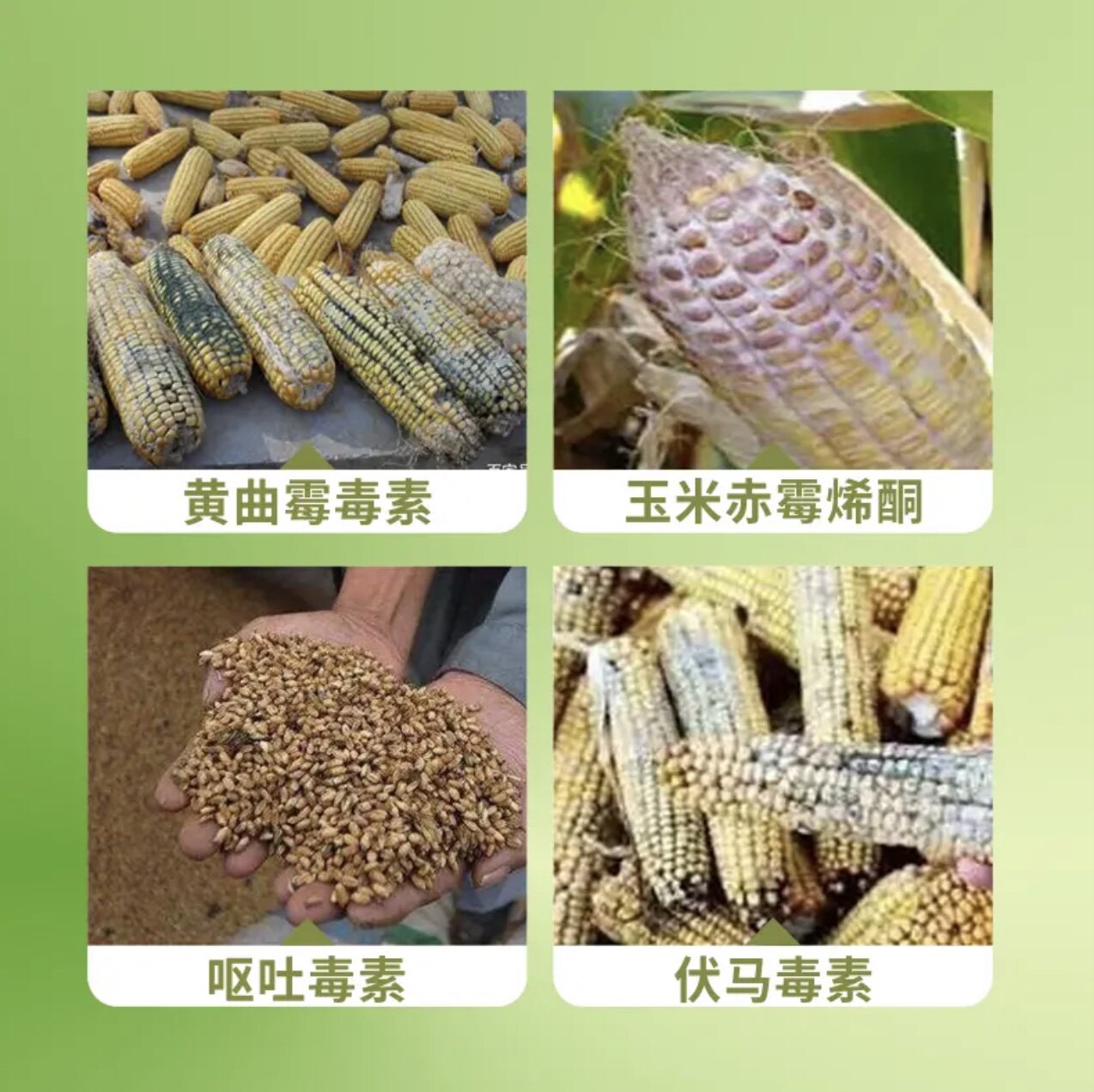 脱霉剂正品兽用母畜专用脱霉剂孕畜可用母猪牛羊脱霉净饲料添加剂虎窝淘 