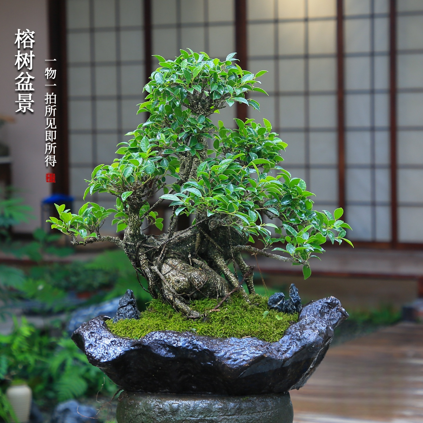 榕树造型一物一拍老桩盆景四季常绿庭院好养别墅冬季植物室内盆栽,淘宝优惠券,粉丝福利购,淘宝优惠卷