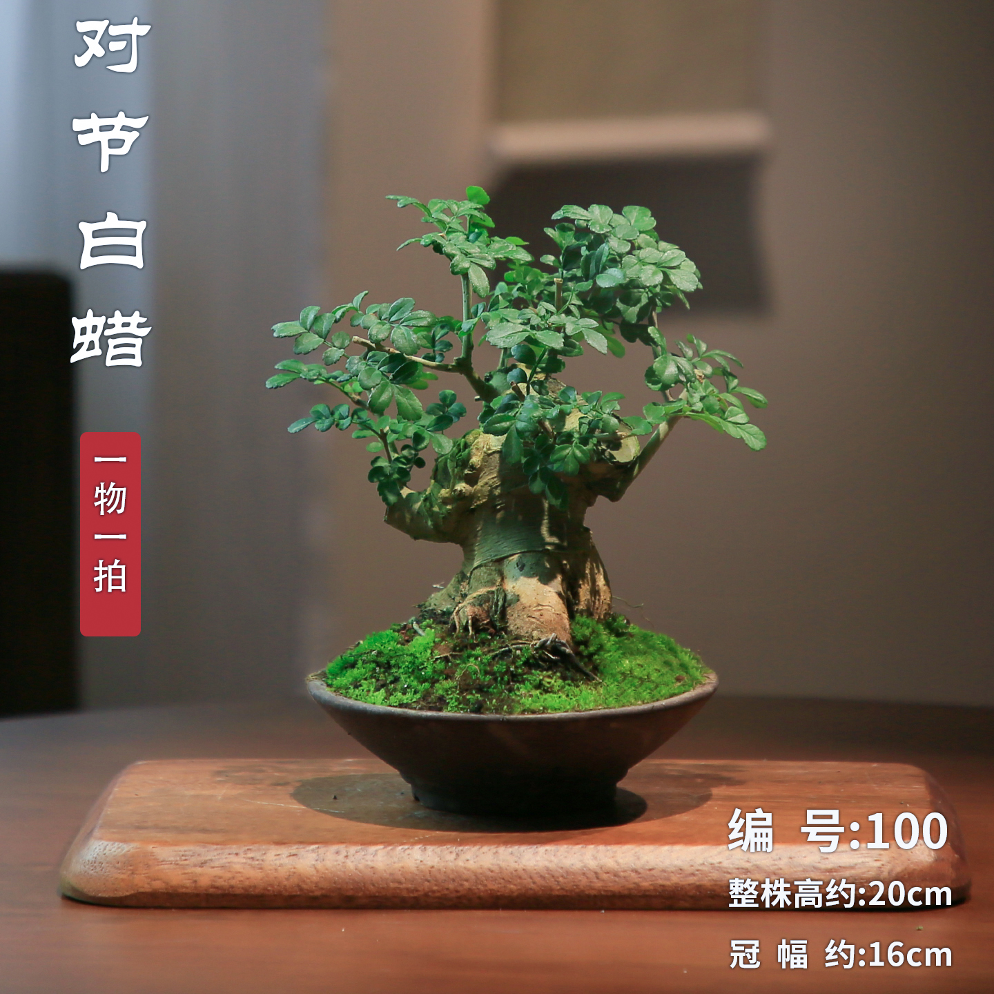 对节白蜡年功矮霸老桩造型盆景一物一拍阳台植物办公室桌面盆栽,淘宝优惠券,粉丝福利购,淘宝优惠卷