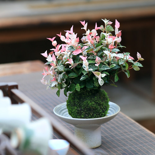 花叶络石水培植物苔藓球茶室办公室阳台桌面盆栽爬藤植物好养盆栽 - 图2