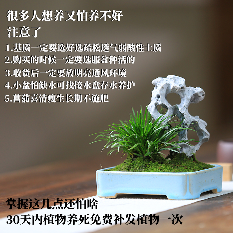 金钱菖蒲中式风紫砂桌面小盆栽黄金姬苗雨林缸净水茶室书房小绿植