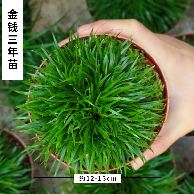 金钱菖蒲中式风紫砂桌面小盆栽黄金姬苗雨林缸净水茶室书房小绿植