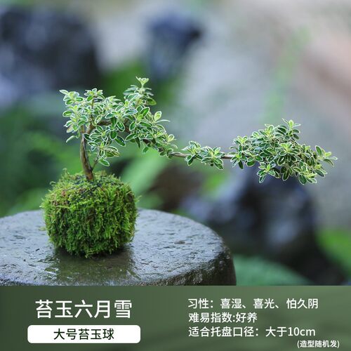 水培植物吉姆蕨室内花卉绿植盆栽竹子盆景小金桔蕨类网纹草发财树 - 图3