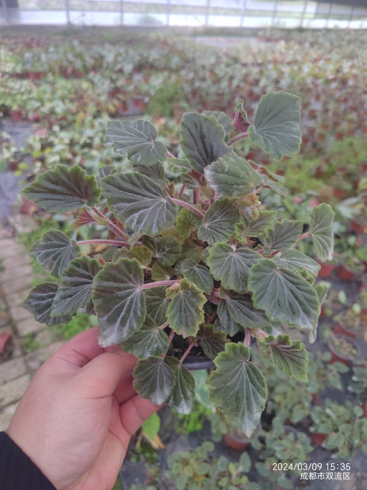 施氏秋海棠Begonia schmidtiana小众原种室内开花热植 - 图0