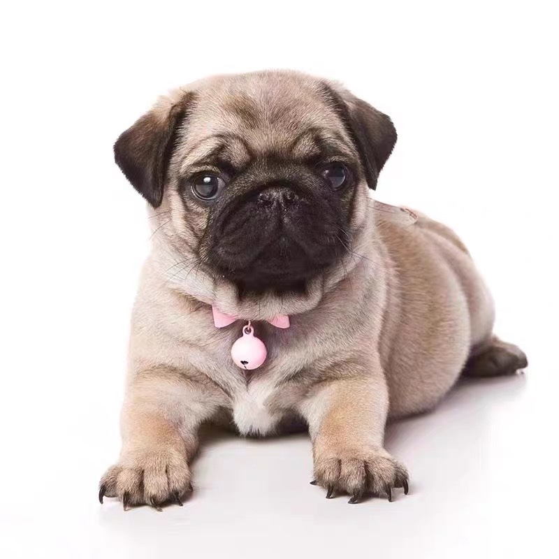 巴哥幼犬活体纯种小型短毛巴哥幼犬憨厚八哥犬可爱哈巴狗活体 - 图1