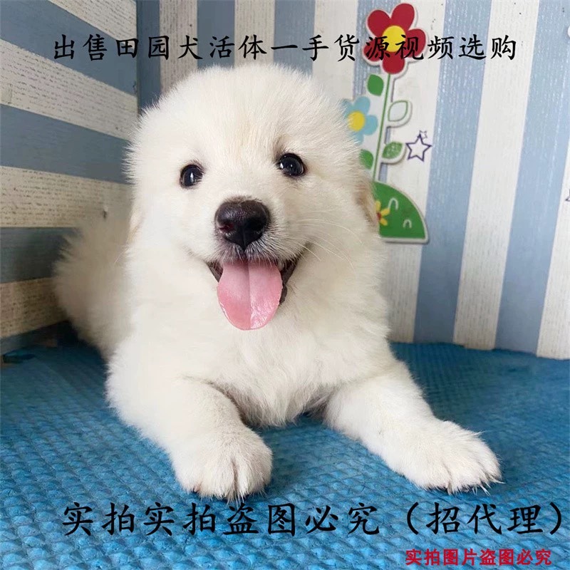 小体比熊混血狗狗中华田园犬活体泰迪比熊混血长不大小体 - 图1