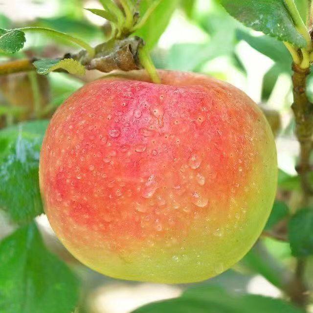 苹果嘎啦5/10斤脆甜非红富士现摘当季新鲜水果不打蜡整箱水果包邮,淘宝优惠券,粉丝福利购,淘宝优惠卷