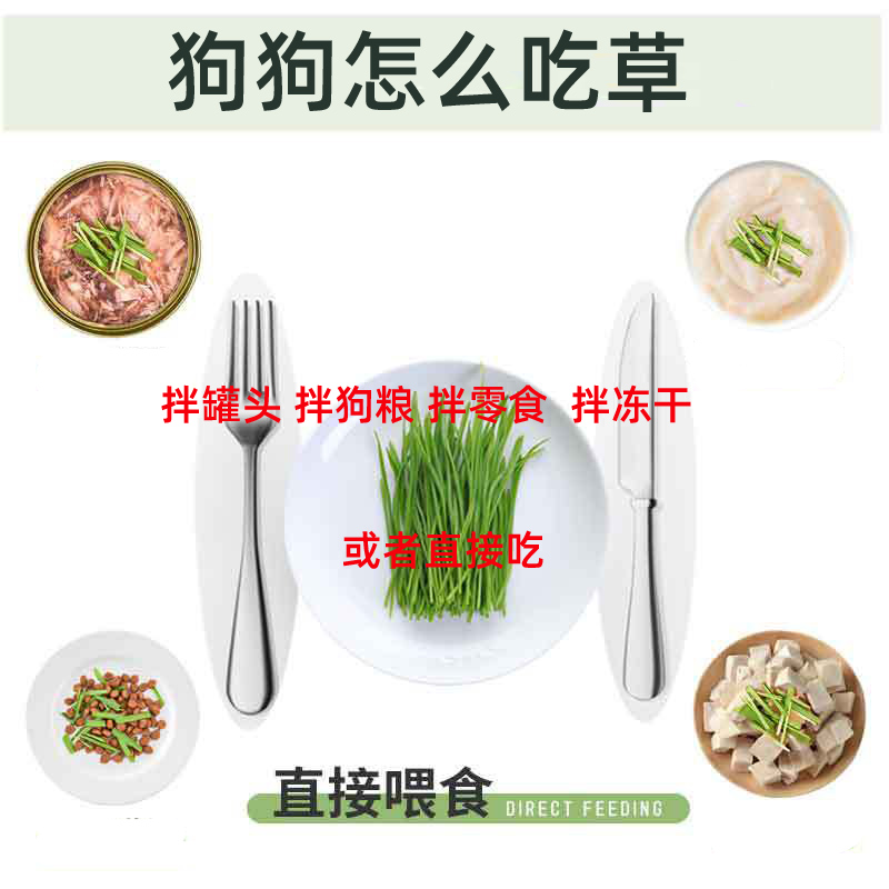 长好狗吃的草狗狗草小狗零食去除毛球狗狗用品水培狗狗能吃草种子-图1