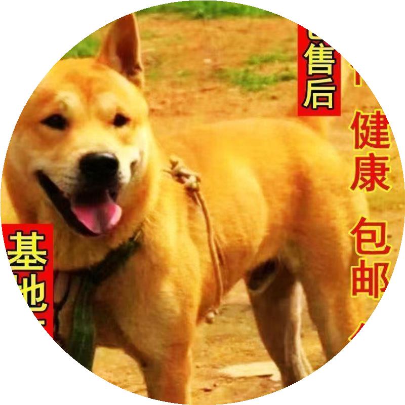 广西田园犬纯土狗看家护院家土猎狗黑狗黄狗白面狗幼崽虎斑狗活体 - 图2