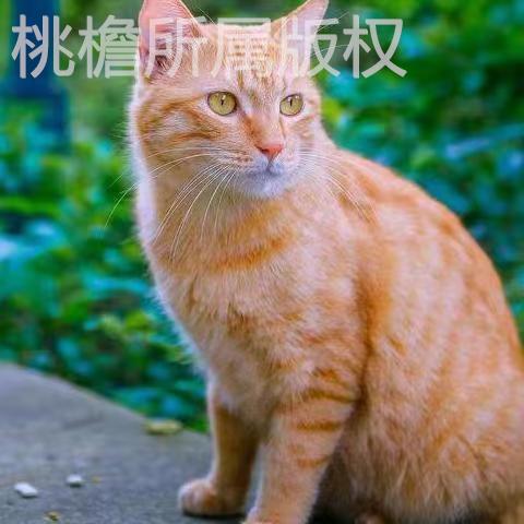 成年猫咪活体中华田园猫家养黑猫白猫橘猫狸花猫黑白奶牛幼猫宠物-图1