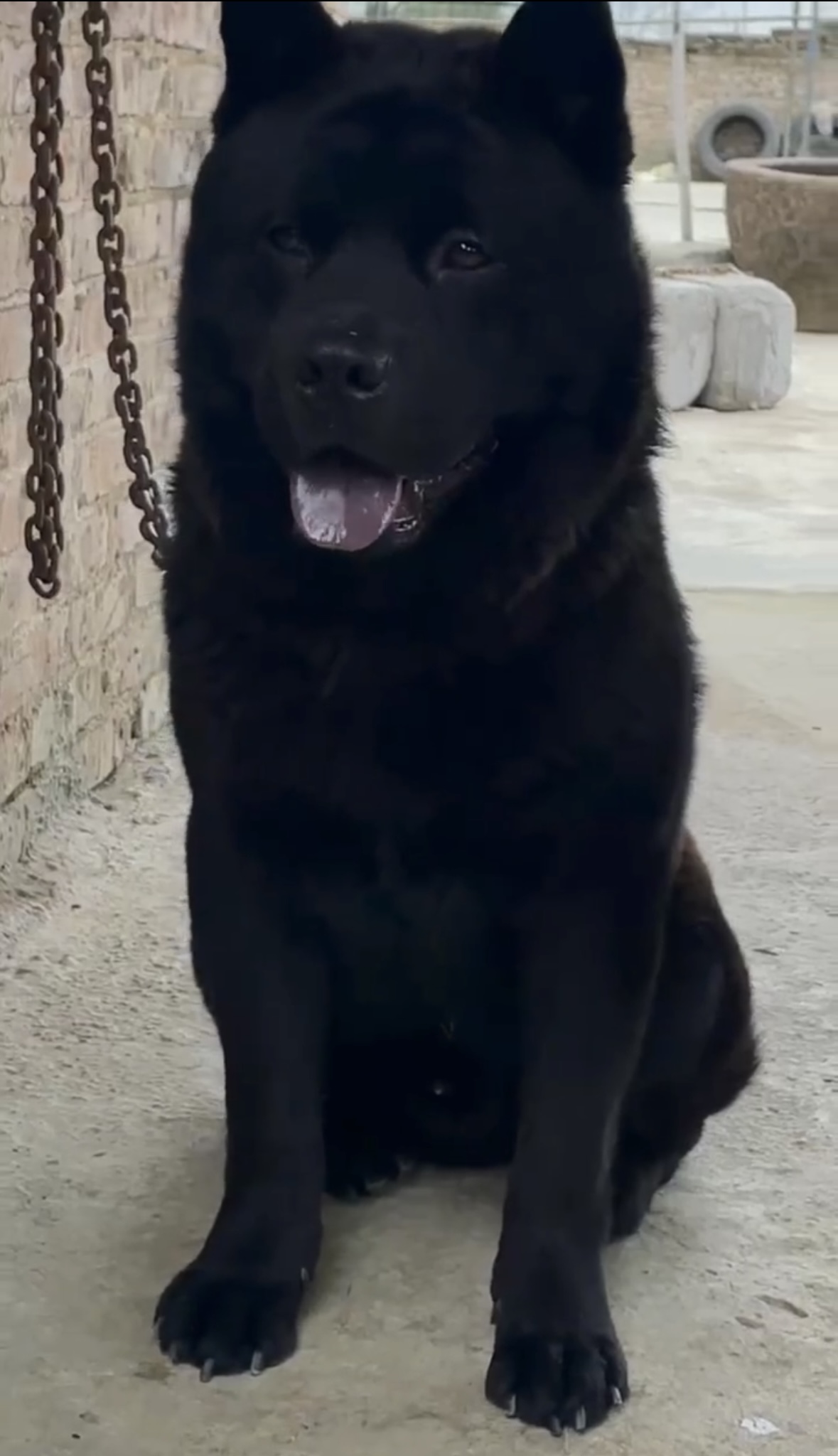 五黑犬广西土猎犬幼犬大型土猎犬赶山犬中华田园犬大黑狗混血犬狗 - 图2