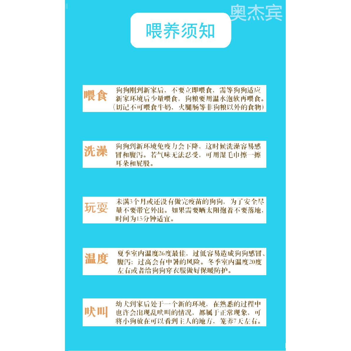 纯种哈士奇幼犬三把火双蓝眼烟灰色棕红色二哈幼崽异瞳宠物狗活物-图1