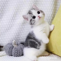 Beauty Short up Division Inshort Blue and White cub blue cat living short foot Pet cat Puppet Puppet Kitty Gold Bullion Gradually layer