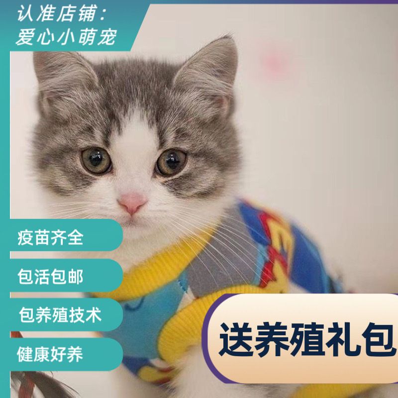 猫咪幼崽活物中华田园猫家猫土猫咪幼崽三花猫橘猫橘白猫狸花猫咪 - 图0