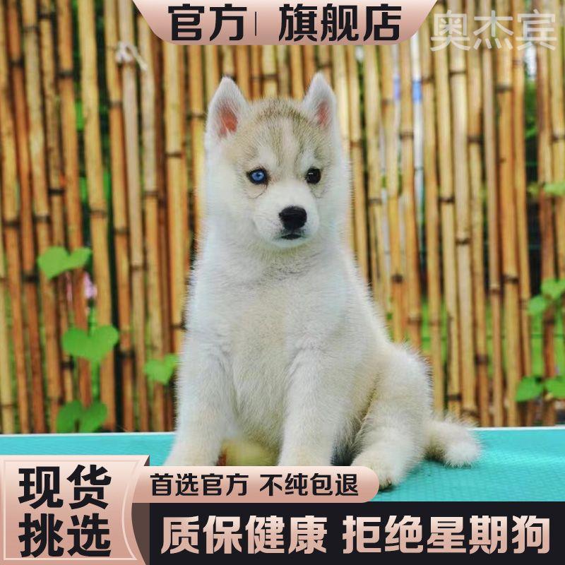 纯种哈士奇幼犬三把火双蓝眼烟灰色棕红色二哈幼崽异瞳宠物狗活物-图0