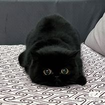 Xuan Cat Black Cat Pure Black Kitty No Clueless Black Cat Young Cat Cat Living Student Pet Cat Cheap Little Pet