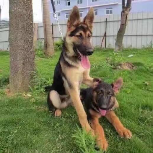 德牧幼犬混血德国牧羊犬警犬看家护院护卫犬大型犬大骨架狼狗家养-图3