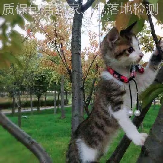 中华田园猫土猫狸花猫橘白猫橘猫黑白奶牛猫黑猫白猫玄猫抓老鼠猫-图1