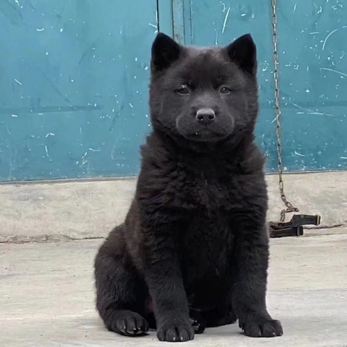 广西虎头五黑犬纯黑混血赶山犬狩猎犬小黑狗土猎幼犬中华神犬田园