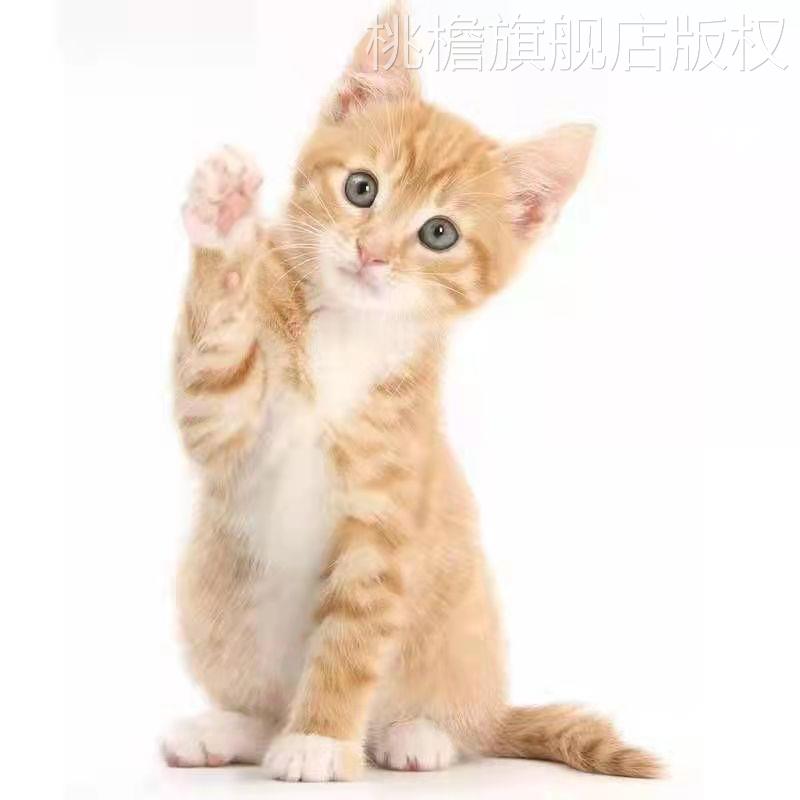 橘猫青年猫家猫白猫奶牛猫大橘猫狮子猫田园猫三花猫狸花猫纯黑猫 - 图3