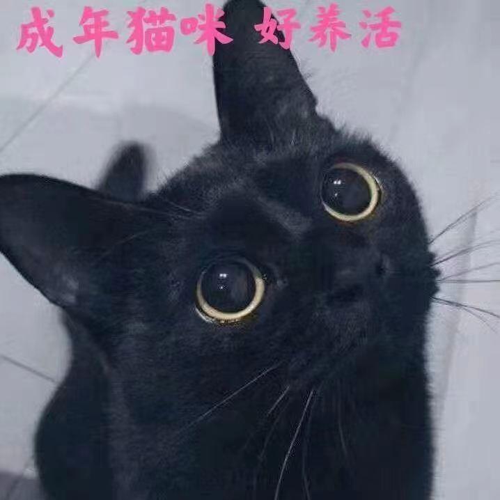 猫咪活物小猫活体中华田园猫宠物猫蓝白猫幼猫狸猫花猫奶牛猫橘猫-图3