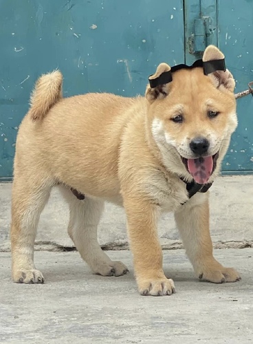 大黄狗中华田园犬土狗农村看家狗大型土狗黄狗活体幼犬混血犬狗狗