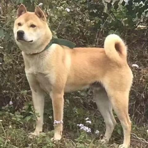 黄狗白面中华田园犬便宜小狗正宗土狗虎头活体狗大型犬幼犬2个月 - 图2