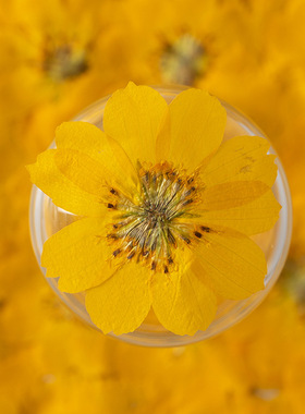 硫华标本干花diy材料香薰蜡烛