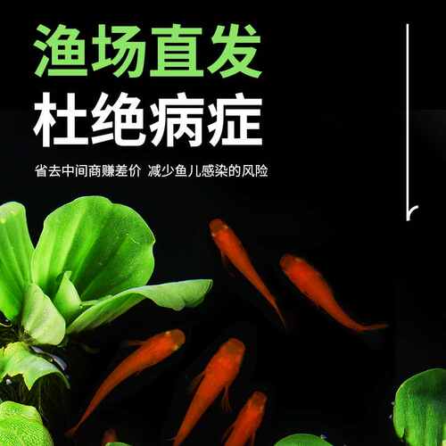 观背青鳉冷水观赏鱼小型自来水不打氧新手好养耐活养不死的小鱼苗 - 图0