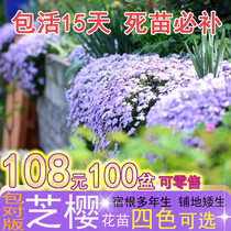 Cheese cherry blossom Miao Cong Sheng Luosuo Cup Miaojuku Root Multi-year raw Four Seasons evergreen Easily Flowering Lawn Courtyard Greenery