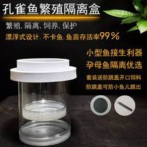 Peacock Fish Breeding Box Fish Tank Isolation Case Small Fish Juvenile Fish Production House Fish Fry Suspension Type