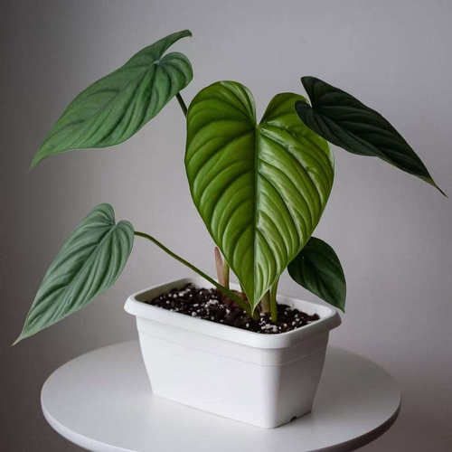 鲸鹿花园 哥伦比亚蔓绿绒 Philodendron Columbia 北欧风热植盆栽 - 图3