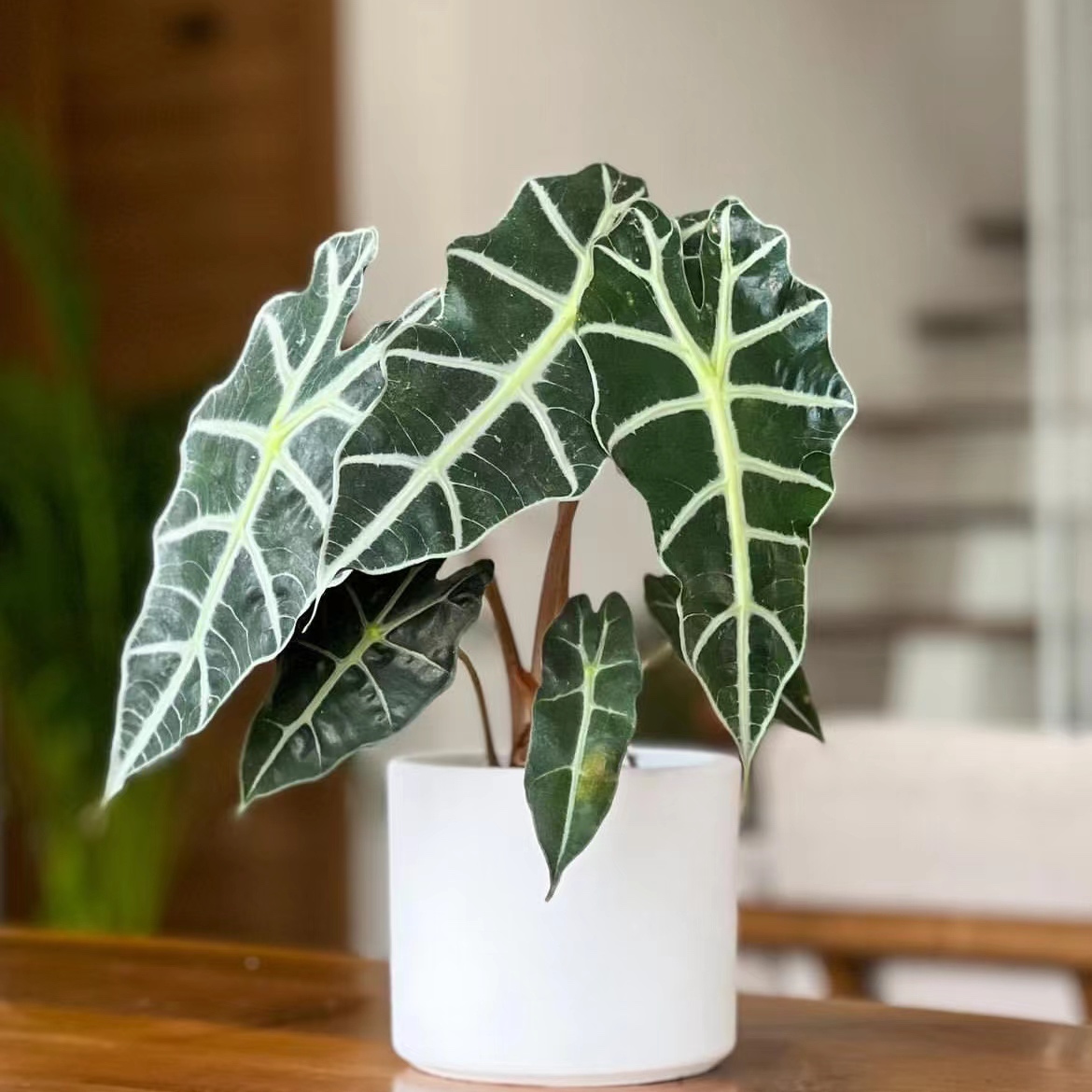 鲸鹿花园 大仙女海芋Alocasia Polly非洲面具北欧INS风观叶热植 - 图0