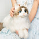 Chongker Papa Ragdoll PP Cotton Simulation Cat Doll