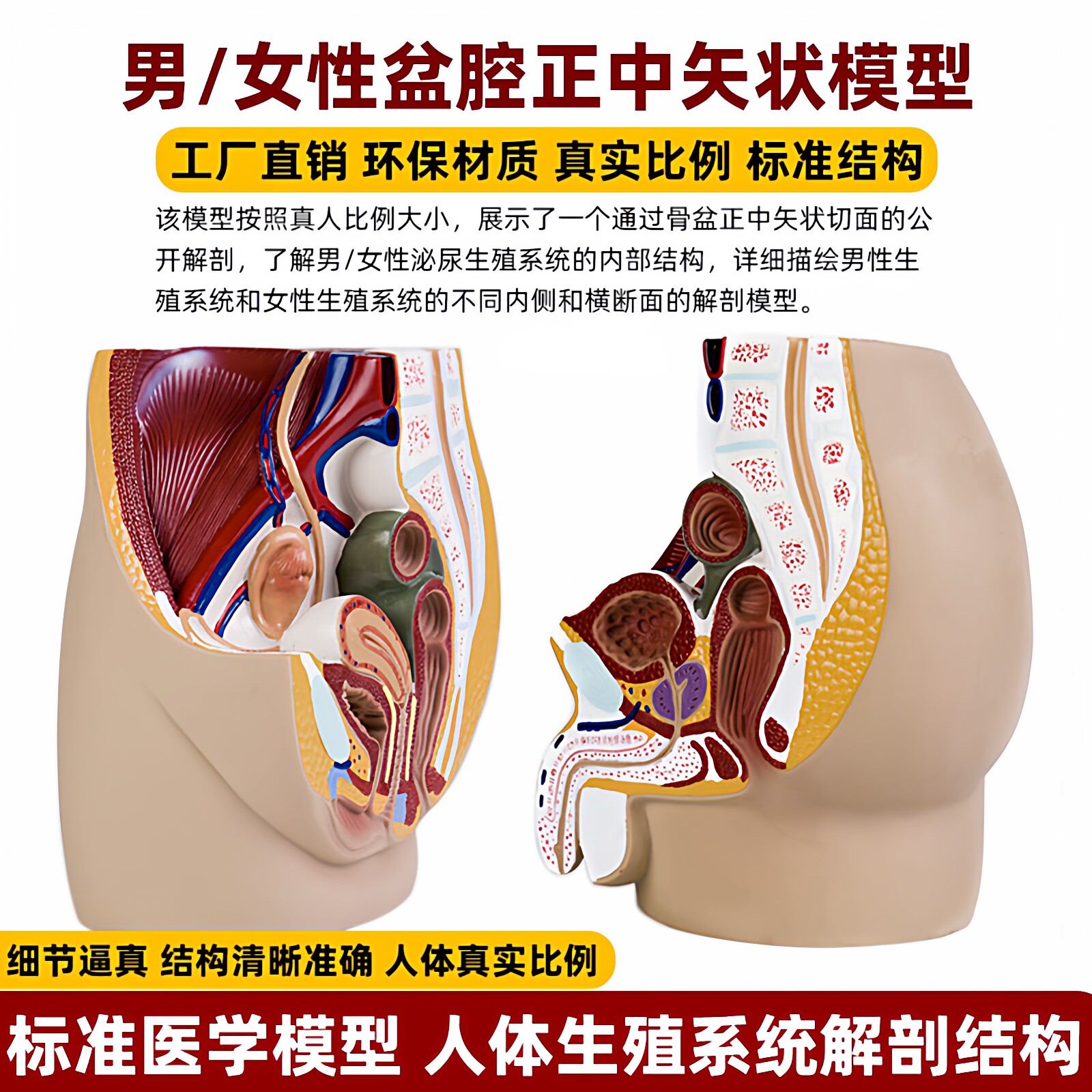 男女性正中盆腔矢状切面解剖模型生殖器官泌尿系统前列腺子宫教具