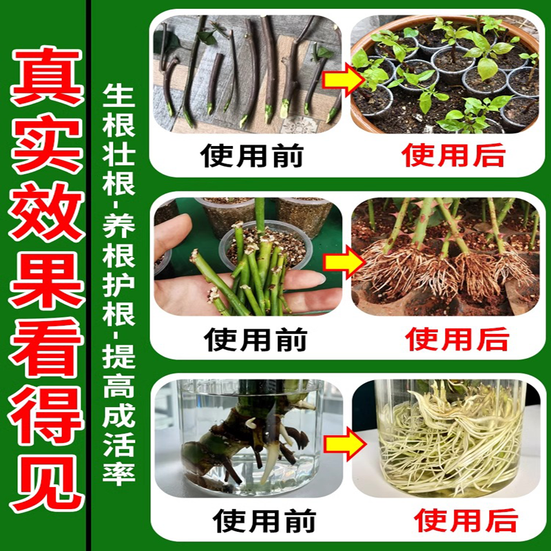 扦插生根液三角梅月季专用快速生根粉强力生根壮苗剂育苗移栽神器,淘宝优惠券,粉丝福利购,淘宝优惠卷