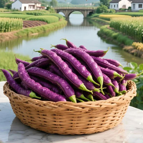 八月忙紫豆角种子紫豇豆种子架豆芸豆长豇豆早熟绿豆角四季豆种子 - 图1