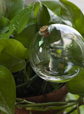 8厘米球透明玻璃瓶浇花器家用懒人养花自动渗水滴灌绿植盆栽